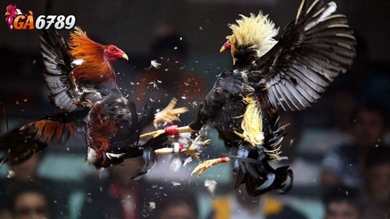 Sự Trỗi Dậy Của Đá Gà Trực Tuyến Và Vị Thế Của Ga6789 Giới thiệu Ga6789