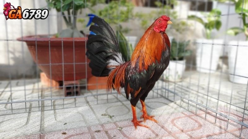 Thuật Ngữ Đá Gà Mô Tả Ngoại Hình Và Thể Chất Thuật Ngữ Đá Gà Mô Tả Ngoại Hình Và Thể Chất