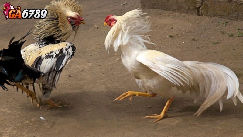 Thuật Ngữ Đá Gà: Giới Thiệu Các Giống Gà Thuật Ngữ Đá Gà: Giới Thiệu Các Giống Gà