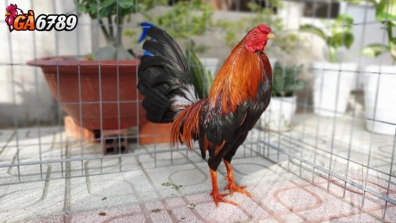 Hướng Dẫn Đặt Cược Chi Tiết Đá Gà Chọi Ga6789 đá gà chọi Ga6789