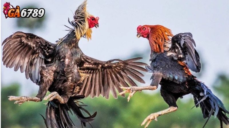 Giới Thiệu Về Đá Gà Chọi Trên Ga6789 đá gà chọi Ga6789