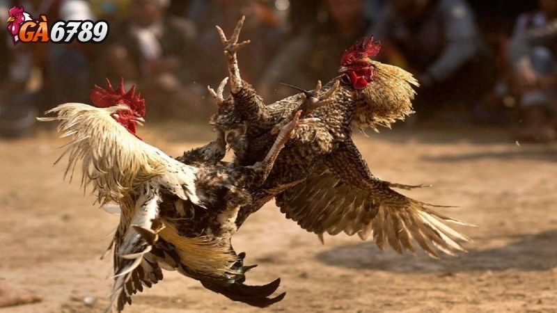 Những Yếu Tố Thu Hút Của Đá Gà Cựa Sắt Thomo Những Yếu Tố Thu Hút Của Đá Gà Cựa Sắt Thomo