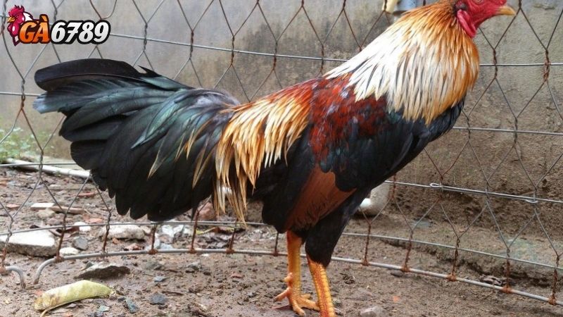 Lịch Sử Và Quy Mô Của Đá Gà Cựa Sắt Thomo Lịch Sử Và Quy Mô Của Đá Gà Cựa Sắt Thomo