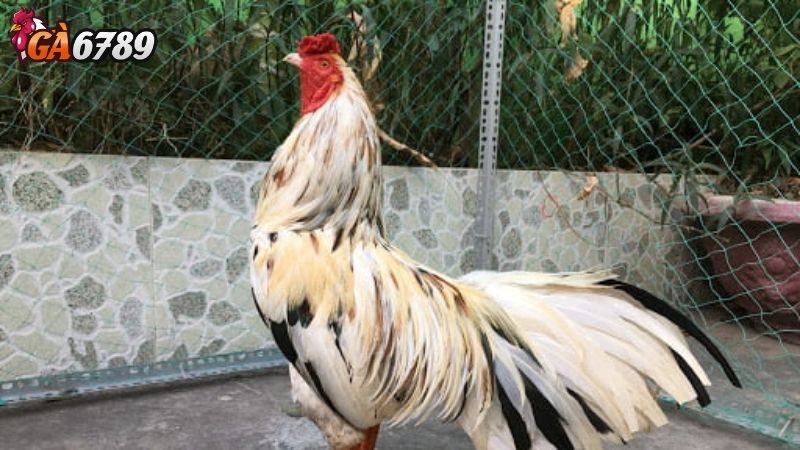 Ga6789 - Nền tảng xem đá gà trực tuyến hàng đầu đá gà mỹ Ga6789