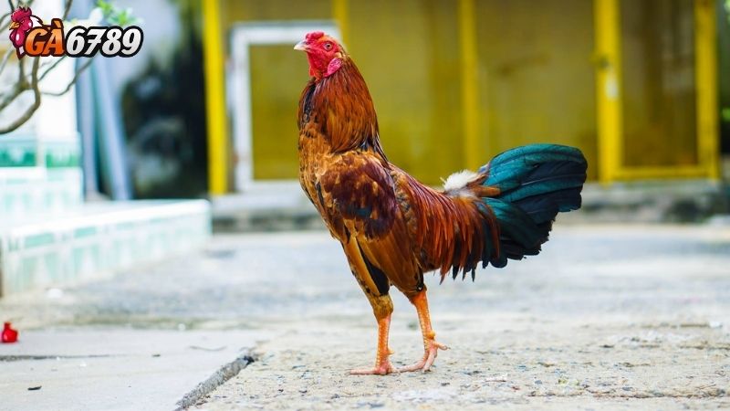 Giới Thiệu Về Đá Gà Mỹ đá gà mỹ Ga6789