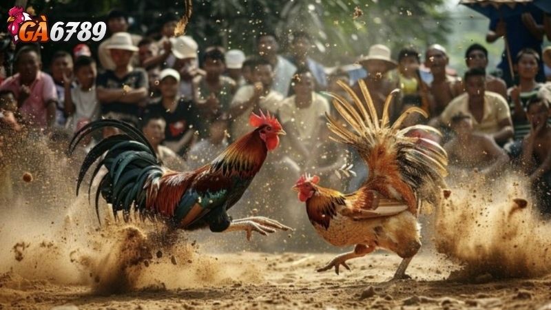 Tìm Hiểu Về Đá Gà Ở Thomo Tìm Hiểu Về Đá Gà Ở Thomo
