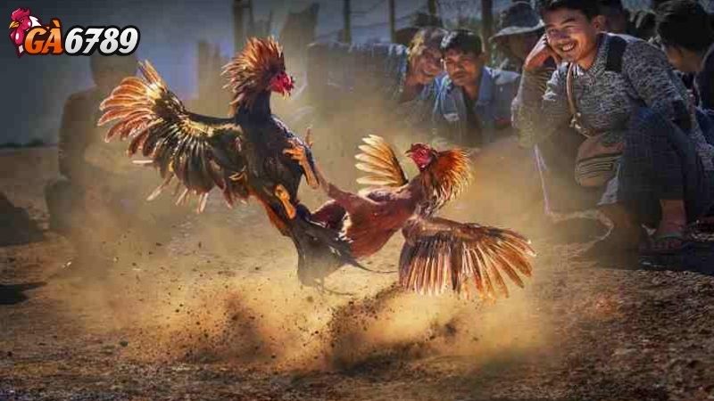Trải Nghiệm Đá Gà Philippines Trực Tuyến: Minh Bạch Và Công Bằng Trải Nghiệm Đá Gà Philippines Trực Tuyến: Minh Bạch Và Công Bằng