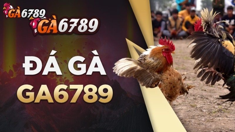 Những Trận Đấu Gà Đá Trực Tiếp Hôm Nay Đáng Chú Ý Những Trận Đấu Gà Đá Trực Tiếp Hôm Nay Đáng Chú Ý