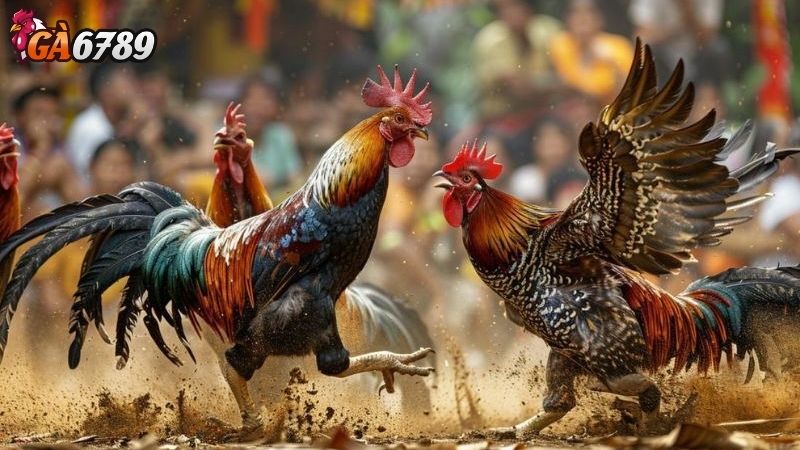 Đặc Điểm Tính Cách Của Gà Nòi Thuần Chủng Đặc Điểm Tính Cách Của Gà Nòi Thuần Chủng