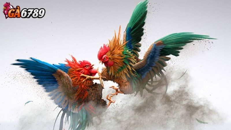 Gà Nòi Đá Ga6789: Cách Nhận Biết Gà Nòi Thuần Chủng Chuẩn Gà Nòi Đá Ga6789: Cách Nhận Biết Gà Nòi Thuần Chủng Chuẩn