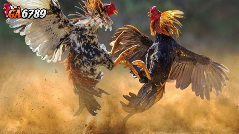 Đặc điểm của Gà Tre Đá Đặc điểm của Gà Tre Đá