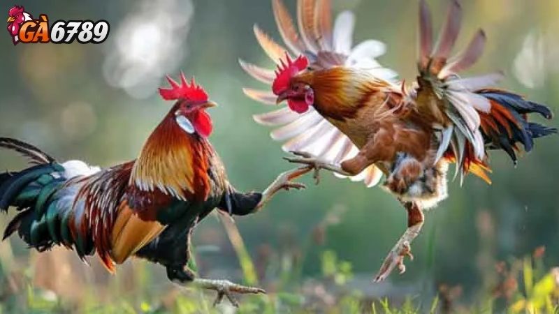Nhiều Tính Năng Hấp Dẫn Của Game Đá Gà Trực Tuyến Nhiều Tính Năng Hấp Dẫn Của Game Đá Gà Trực Tuyến