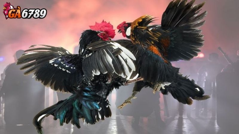 Sự Hấp Dẫn Của Game Đá Gà Trực Tuyến Sự Hấp Dẫn Của Game Đá Gà Trực Tuyến