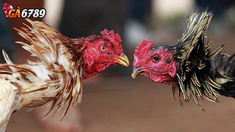 Giới thiệu chi tiết về Trang đá gà trực tiếp Ga6789 Giới thiệu chi tiết về Trang đá gà trực tiếp Ga6789