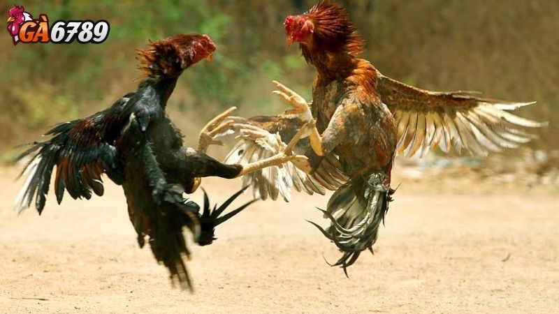 Trang Đá Gà Trực Tiếp Ga6789 Có Rất Nhiều Ưu Điểm Trang Đá Gà Trực Tiếp Ga6789 Có Rất Nhiều Ưu Điểm