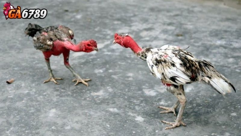 Những Lưu Ý Khi Xem Trực Tiếp Đá Gà Cựa Dao Những Lưu Ý Khi Xem Trực Tiếp Đá Gà Cựa Dao