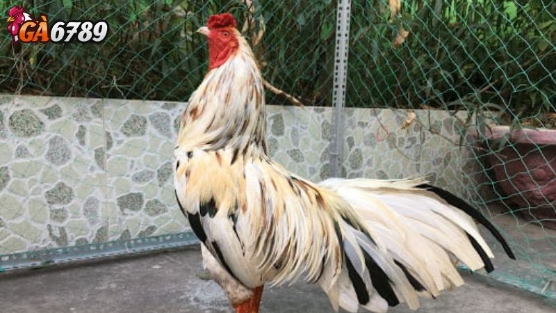 Sự Hấp Dẫn Không Thể Chối Từ Của Những Trận Trực Tiếp Đá Gà Cựa Dao Sự Hấp Dẫn Không Thể Chối Từ Của Những Trận Trực Tiếp Đá Gà Cựa Dao
