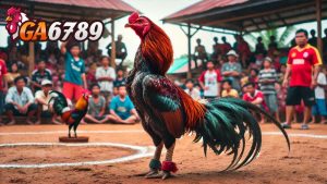 Gà Chiến Campuchia – Chiến Kê Dữ Mãnh Trên Đấu Trường