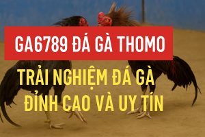 Ga6789 Đá Gà Thomo: Trải Nghiệm Đá Gà Đỉnh Cao và Uy Tín
