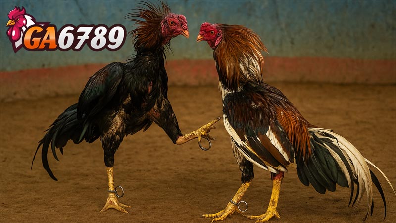 Đá Gà Cựa Tròn – Sự Kết Hợp Tuyệt Vời Giữa Kỹ Thuật, Thể Lực Và Bản Lĩnh Chiến Đấu