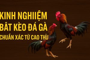 Kinh Nghiệm Bắt Kèo Đá Gà Chuẩn Xác Từ Cao Thủ Ga6789 Chia Sẻ